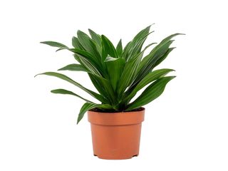 Dracaena fr. 'Compacta' K12