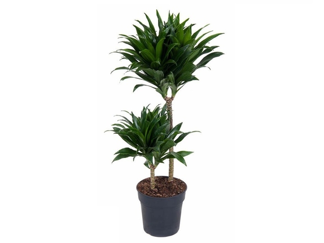 Obrázek produktu Dracaena fr. 'Compacta' K19, 2 patra