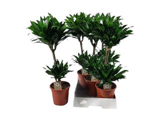 Dracaena fr. 'Compacta' K19, 2 patra
