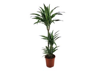 Dracaena fr. 'Warneckei' K21, 3 patra