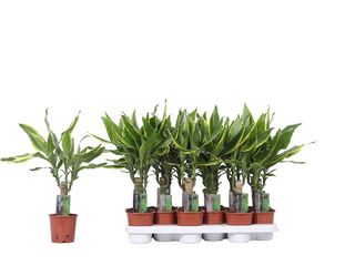 Dracaena fr. 'Gold Coast' kmen K11, 1 patro