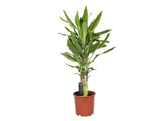 Dracaena fr. 'Gold Coast' K17, 2 patra