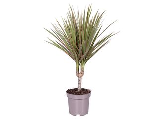 Dracaena mar. 'Bicolor' kmen K11, 1 patro