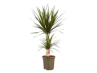 Dracaena marginata K17, 2 patra