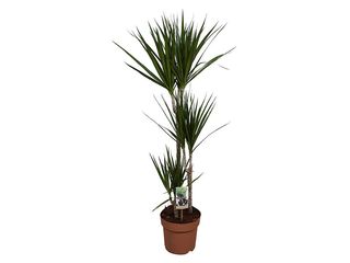 Dracaena marginata K21, 3 patra