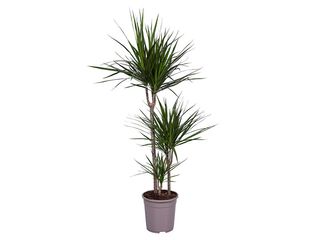 Dracaena marginata K24, 3 patra