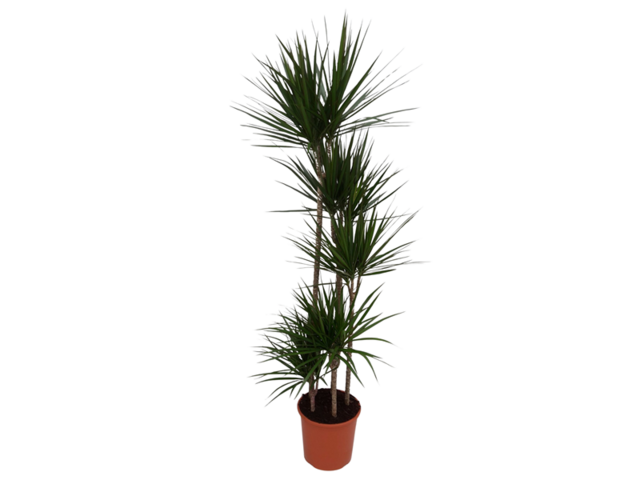Obrázek produktu Dracaena marginata K31, 5 pater