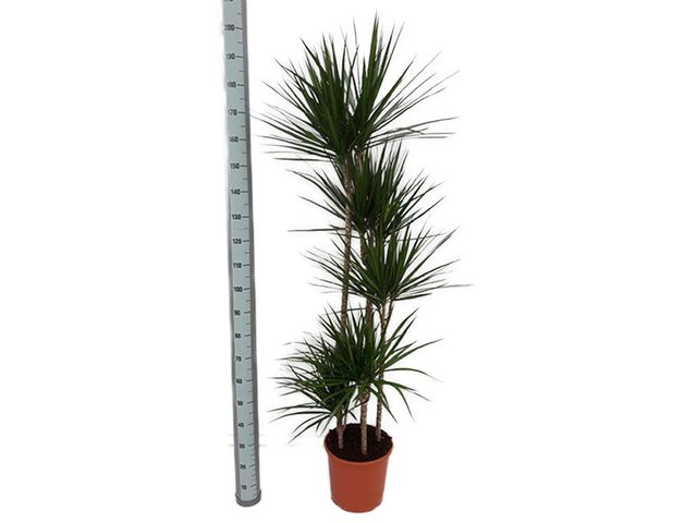 Obrázek produktu Dracaena marginata K31, 5 pater