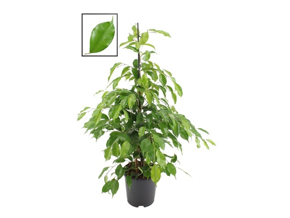 Ficus benj. 'Exotica' K21. EAN: 8716982226827