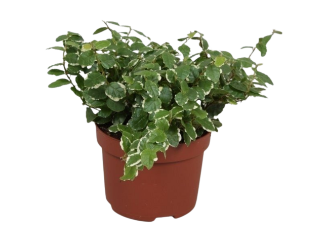 Obrázek produktu Ficus pumila 'Sunny' K10