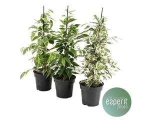 Ficus mix K14