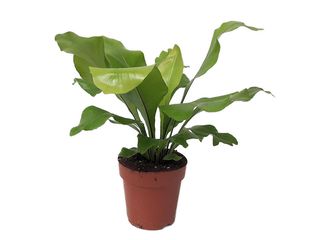 Asplenium nidus K12