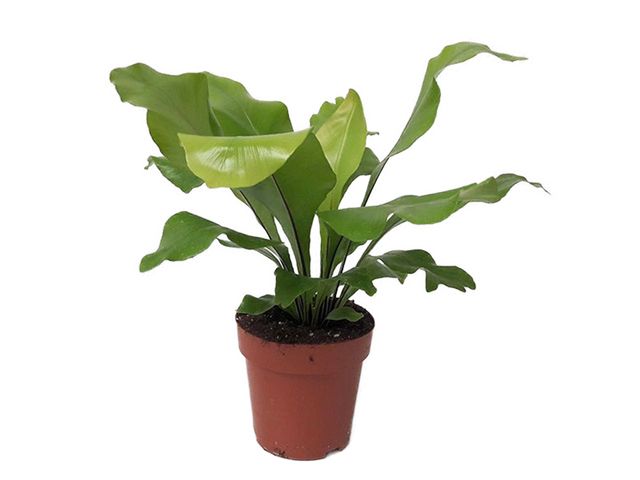 Obrázek produktu Asplenium nidus K12