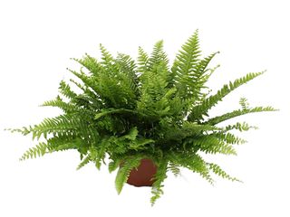 Nephrolepis ex. 'Boston' K17