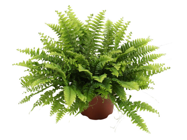 Obrázek produktu Nephrolepis ex. 'Boston' K17