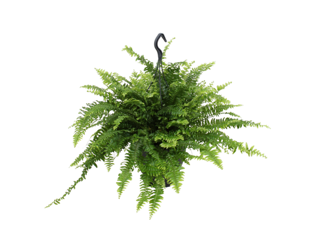 Obrázek produktu Nephrolepis ex. 'Boston' K19