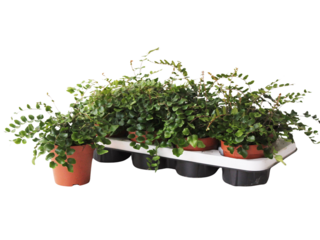 Pellaea rotundifolia K12