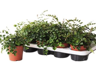 Pellaea rotundifolia K12
