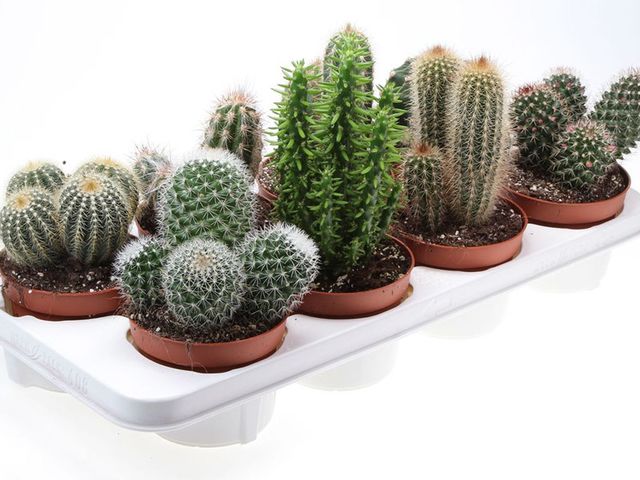 Kaktus mix K13 | UNI HOBBY - rozumíme českým kutilům