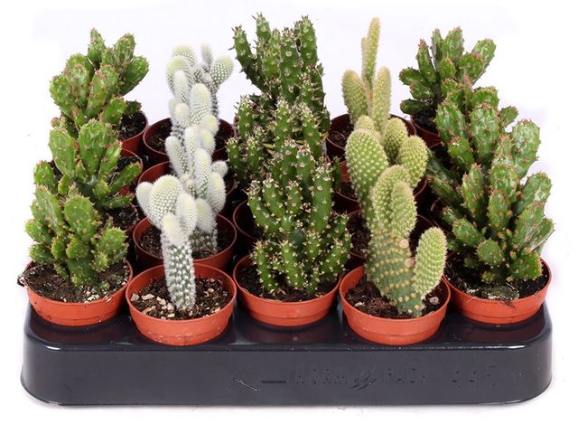 Obrázek produktu Opuntia mix K5