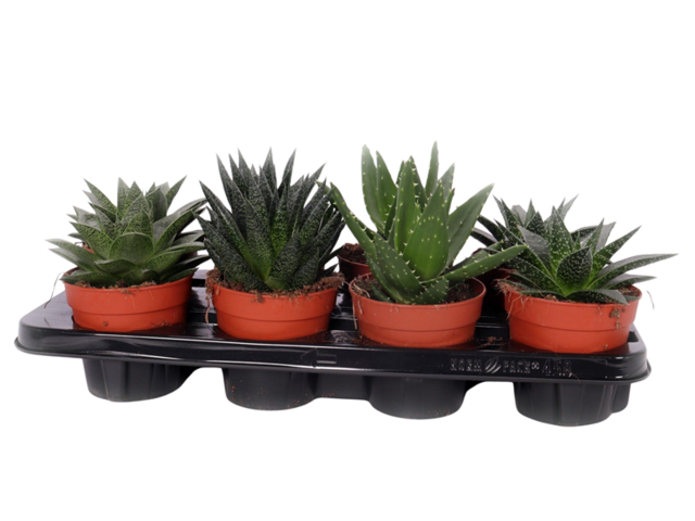 Obrázek produktu Aloe mix K12