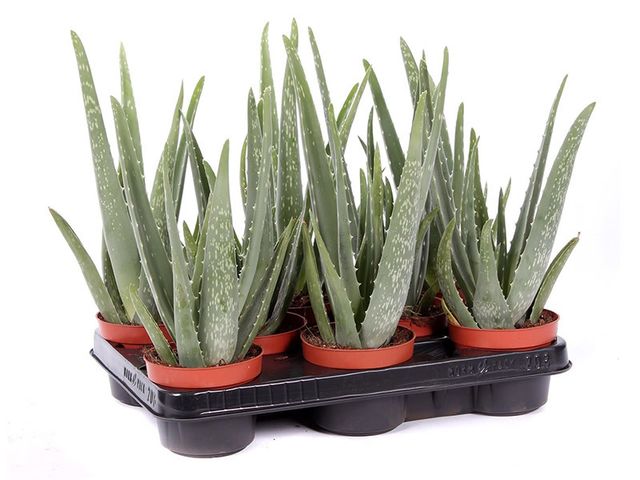 Obrázek produktu Aloe Vera K10