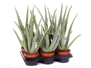 Aloe Vera K12