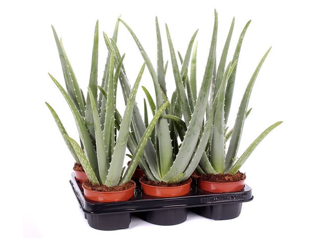 Obrázek produktu Aloe Vera K12