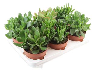 Crassula mix K12