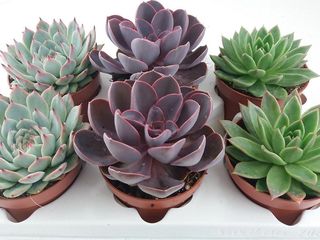 Echeveria mix K12