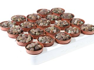 Lithops - živý kámen K5
