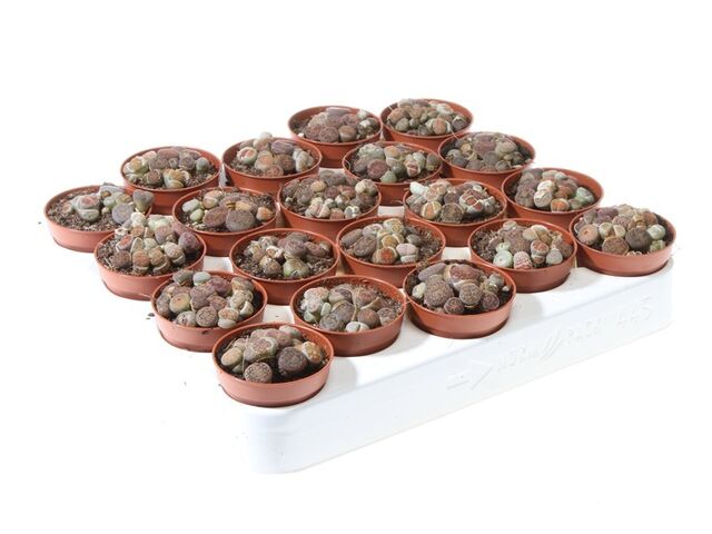Obrázek produktu Lithops - živý kámen K5