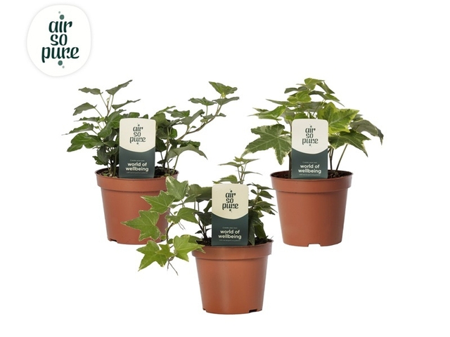 Obrázek produktu Hedera mix K8