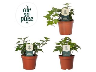 Hedera mix K8