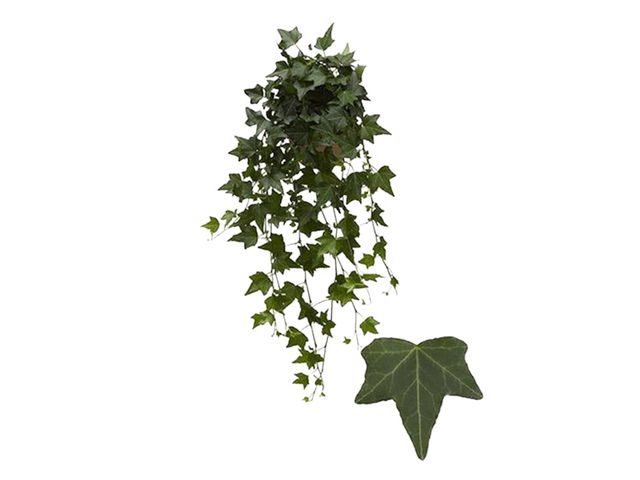 Obrázek produktu Hedera zelená K13