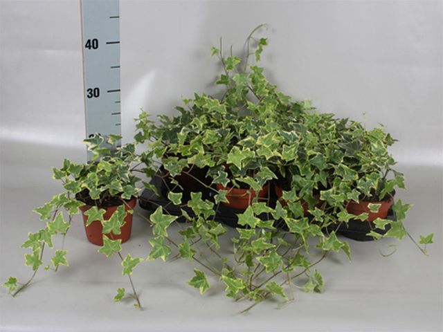 Obrázek produktu Hedera variegata K13
