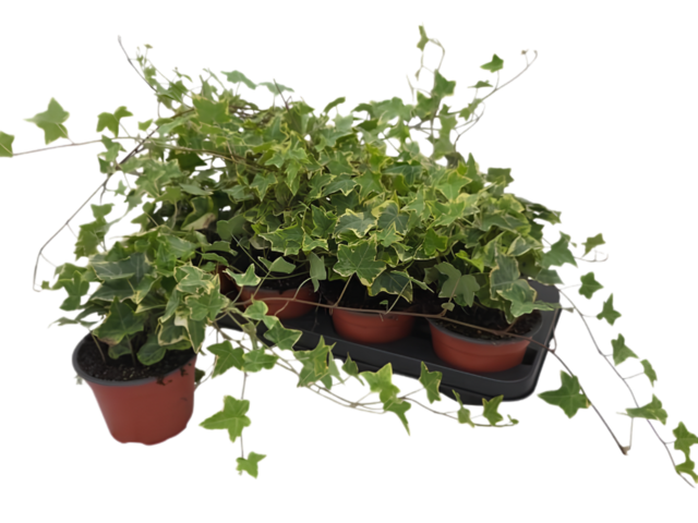 Obrázek produktu Hedera variegata K13