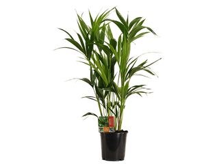 Howea (Kentia) K21