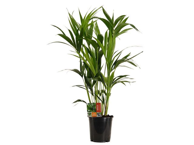 Obrázek produktu Howea (Kentia) K21