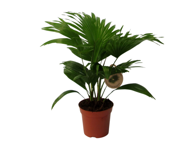 Obrázek produktu Livistonia rotundifolia K14