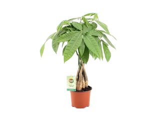 Pachira aquatica K12