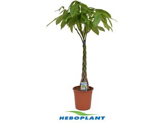 Pachira aquatica K24