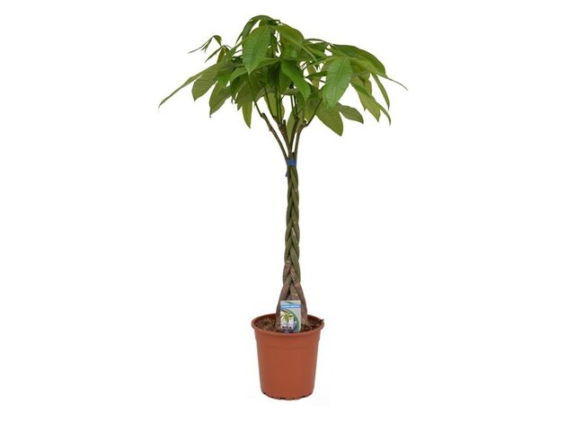 Obrázek produktu Pachira aquatica K24