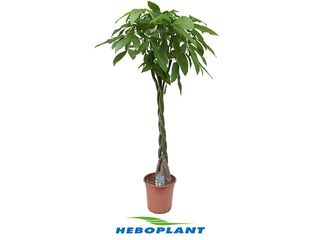 Pachira aquatica K27