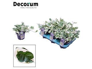 Epipremnum aureum 'N'joy' K12