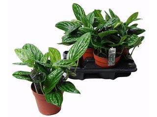 Epipremnum okrasná K14