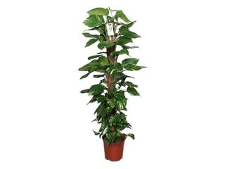 Epipremnum s mechovou tyčí K27