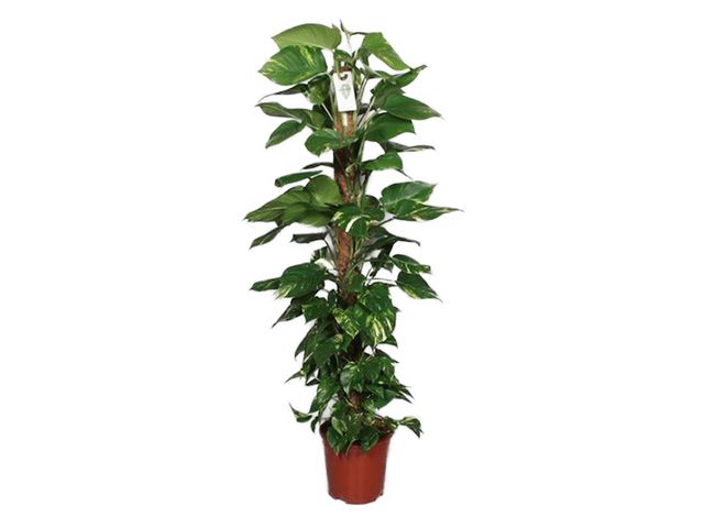 Obrázek produktu Epipremnum s mechovou tyčí K27