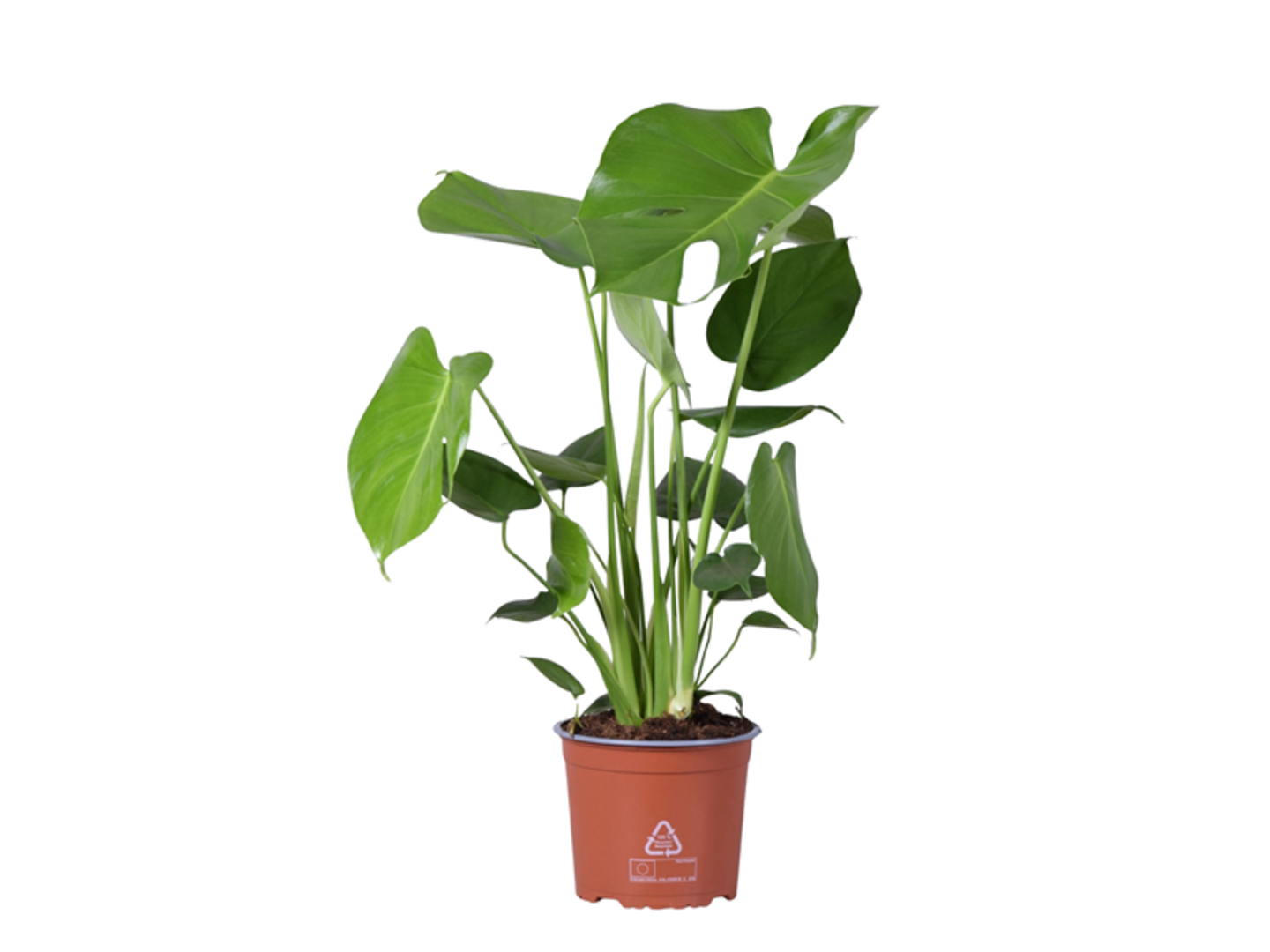 Monstera K17 | UNI HOBBY - rozumme eskm kutilm