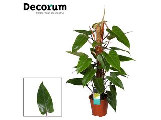 Philodendron 'Red Emerald' s mechovou tyčí K19